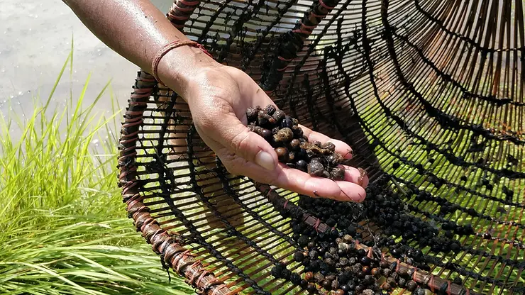 Makhana Seeds filtered via a laborious manual process
