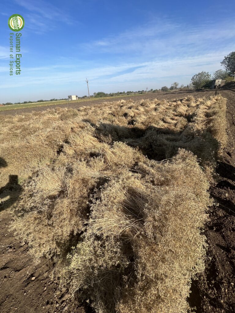 Harvested Cumin