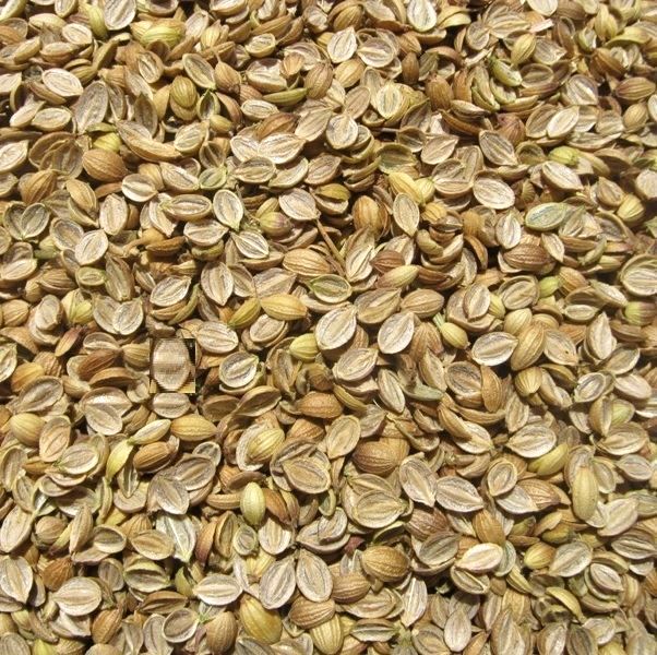 coriander split fada quality suman exports