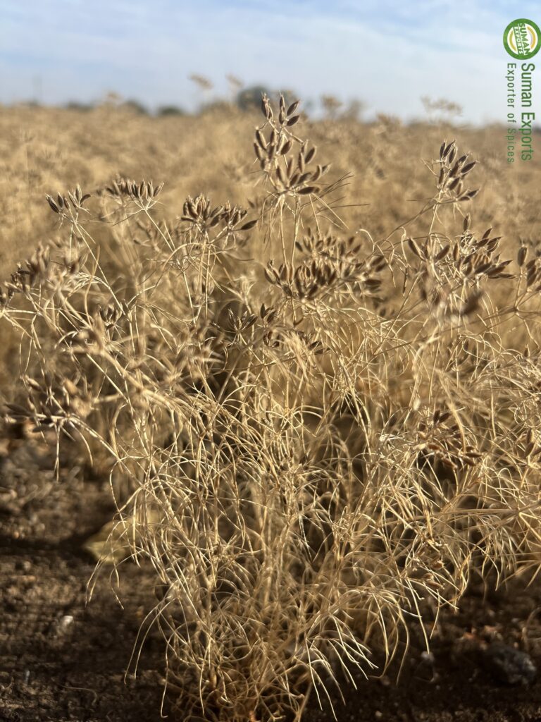 Cumin Plant