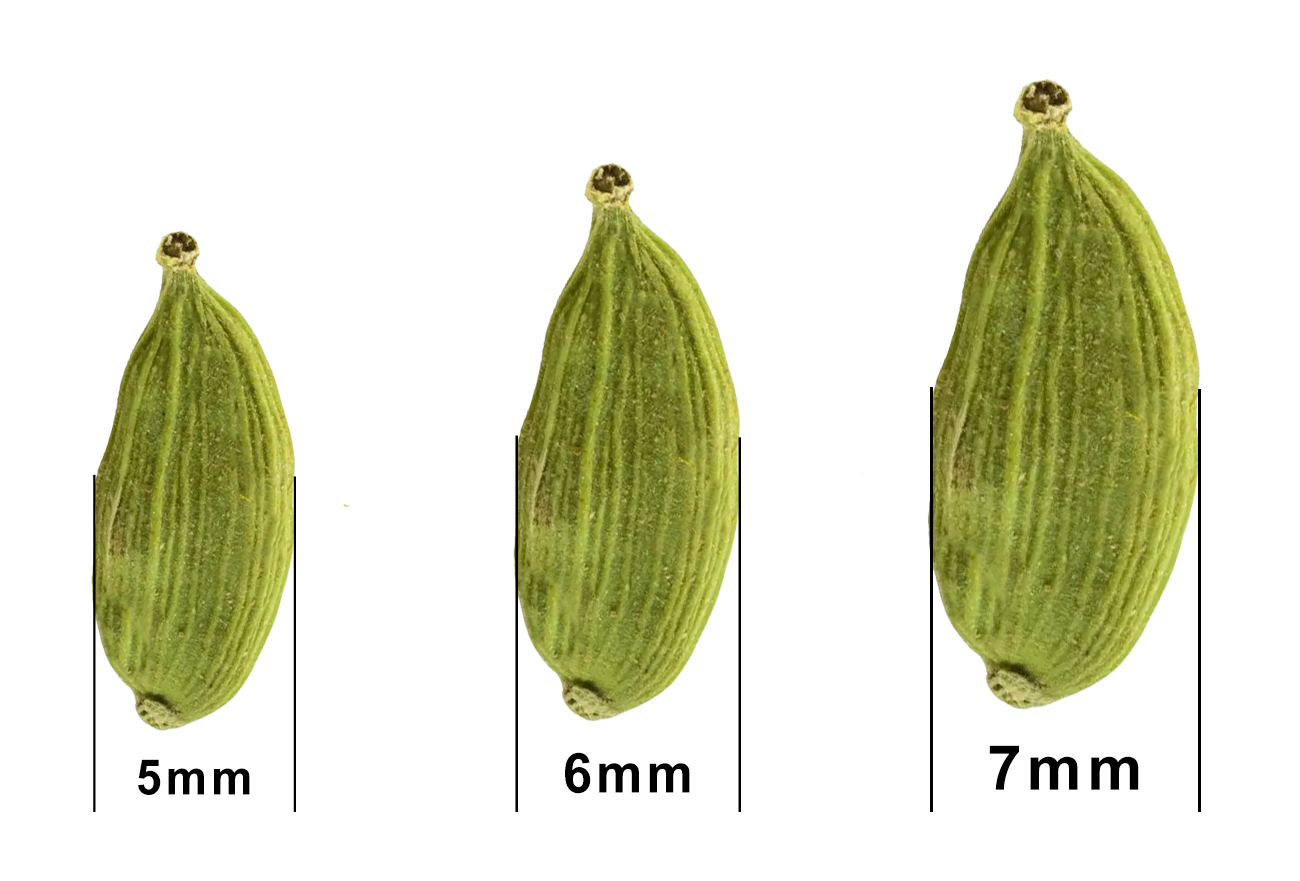 Suman Exports Cardamom Sizes