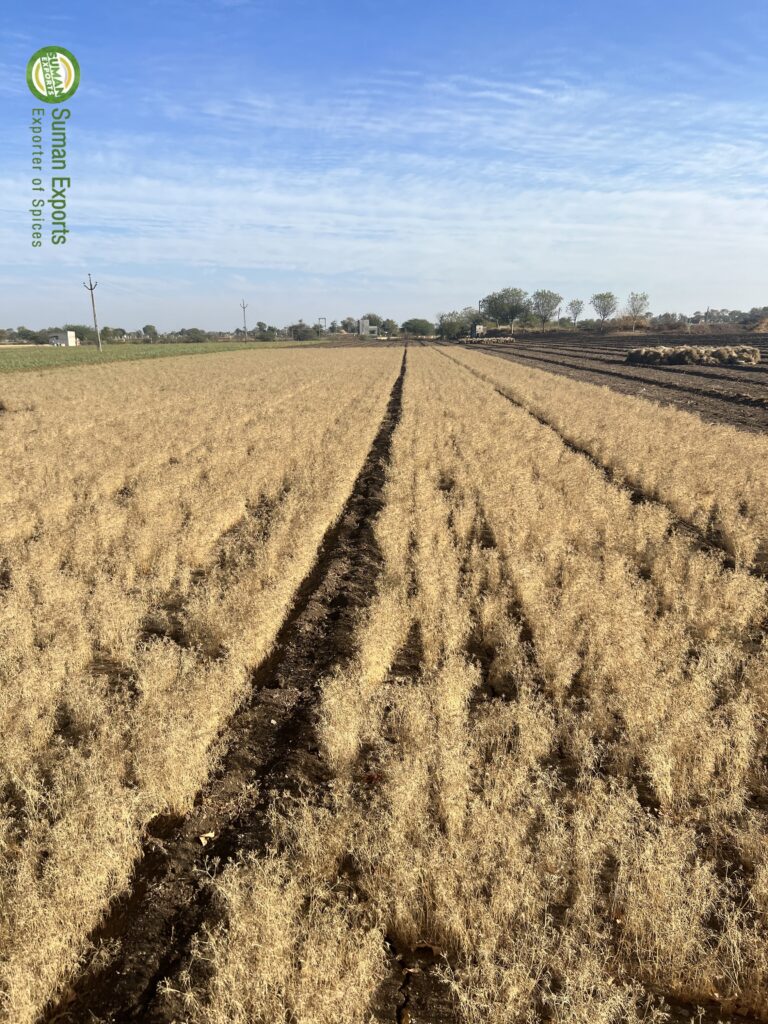 Cumin Field