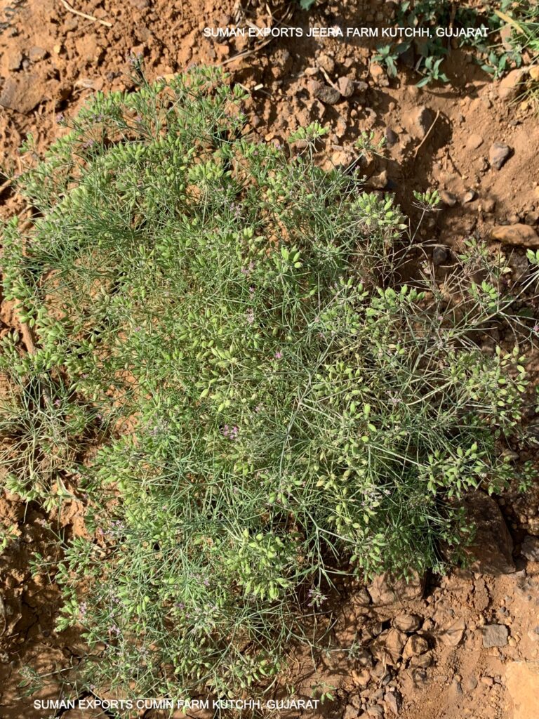 SUMAN EXPORTS CUMIN FARM KUTCHH, GUJARAT