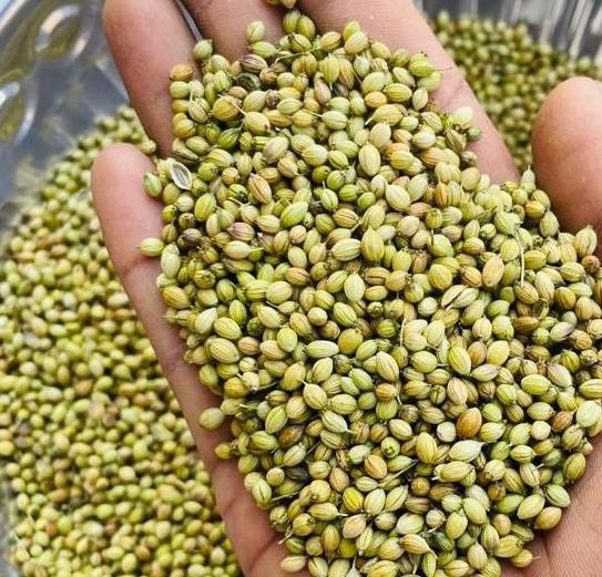 Parrot quality coriander seeds suman exports
