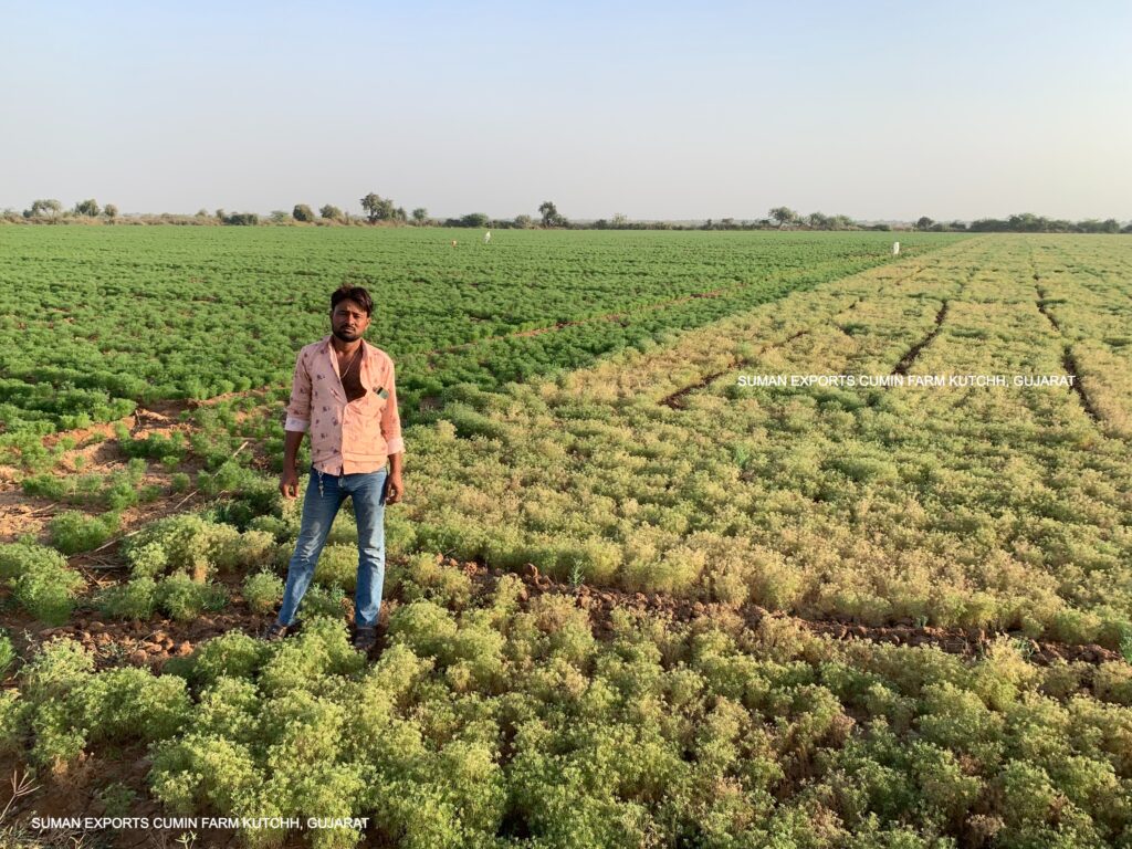 SUMAN EXPORTS CUMIN FARM KUTCHH, GUJARAT