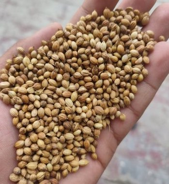 Badami quality coriander seeds suman exports