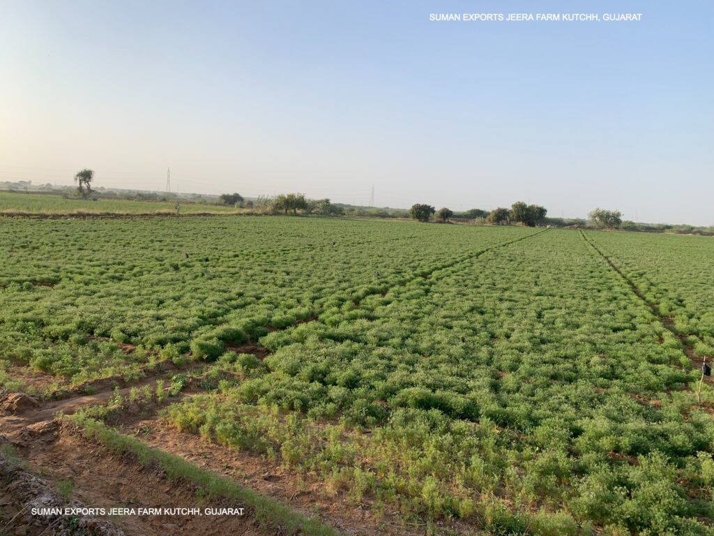 SUMAN EXPORTS CUMIN FARM KUTCHH, GUJARAT
