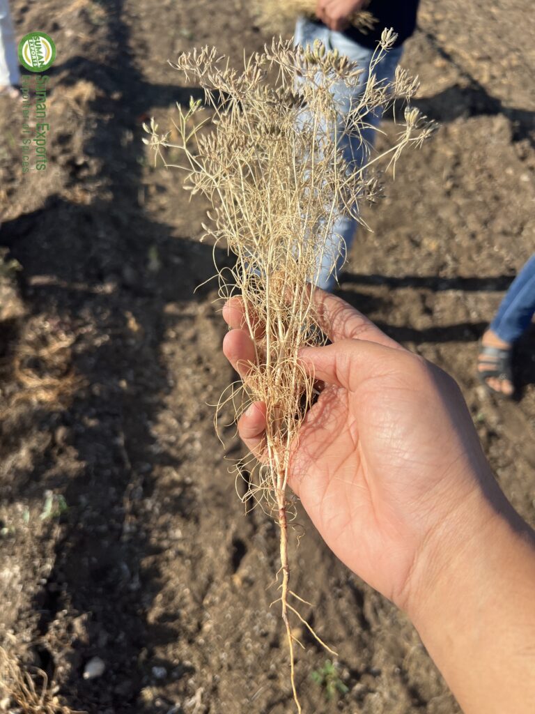 Cumin Plant