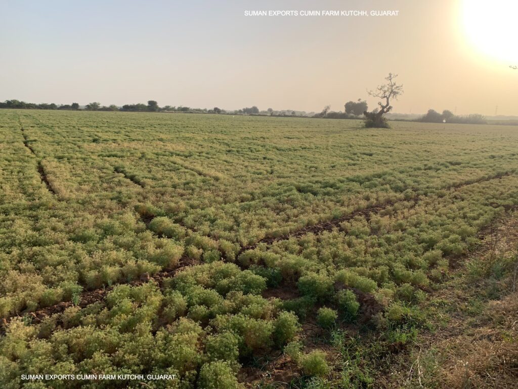 SUMAN EXPORTS CUMIN FARM KUTCHH, GUJARAT