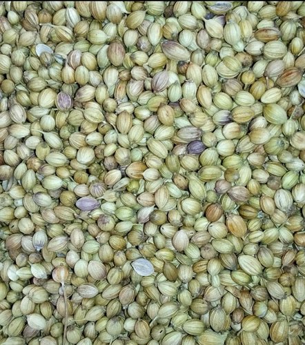 scooter quality coriander seeds suman exports