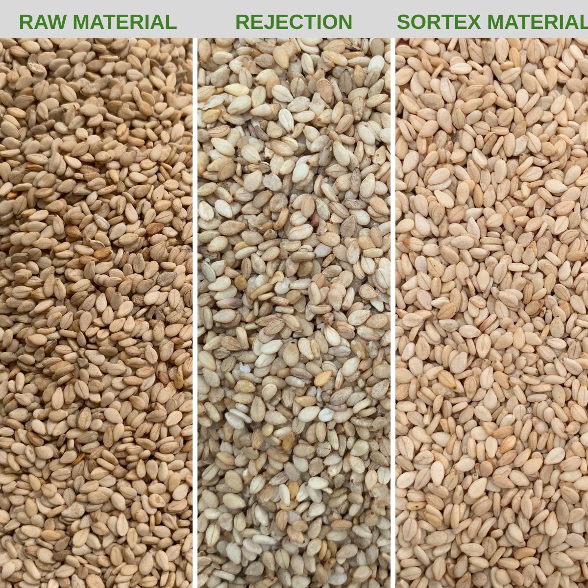 sesame processing and sorting