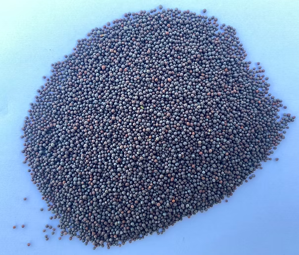 black mustard seeds
